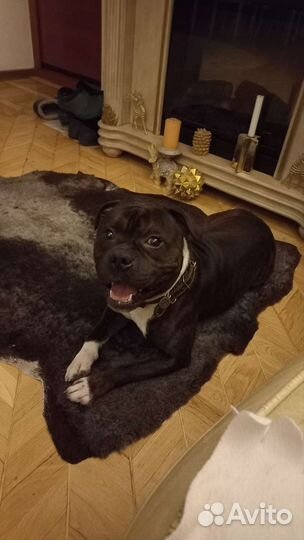 Гостиница для собак