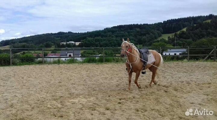 Жеребец Quattro Horse для осеменения