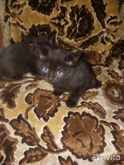 Котята в дар бесплатно