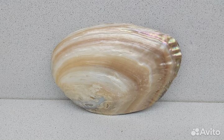 Жемчужница Куминга 15,40 ракушка раковина