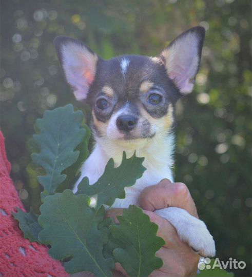 Щенки чихуахуа