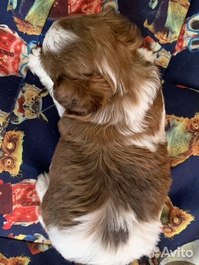 Йоркширский терьер мальчики