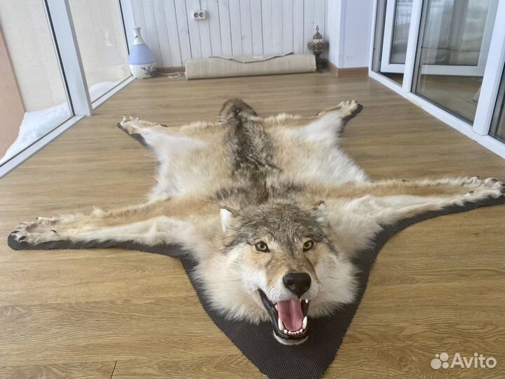 Волчья шкура