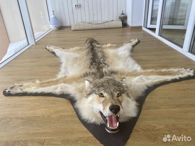 Волчья шкура