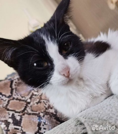 Котенок в добрые руки