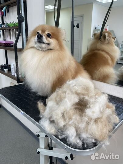 Бесплатный груминг