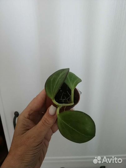 Хойи Керри Эскимо Кримсон Пахиклада Миндорская