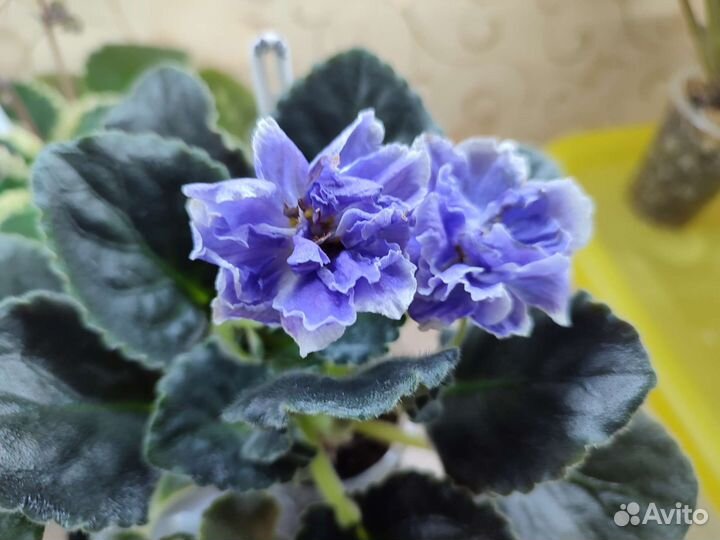 Цветущие стартеры фиалок