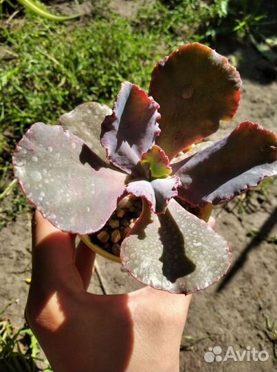 Эхеверии/эчеверии суккуленты