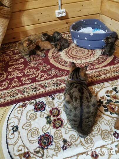 Котята курильский бобтейл