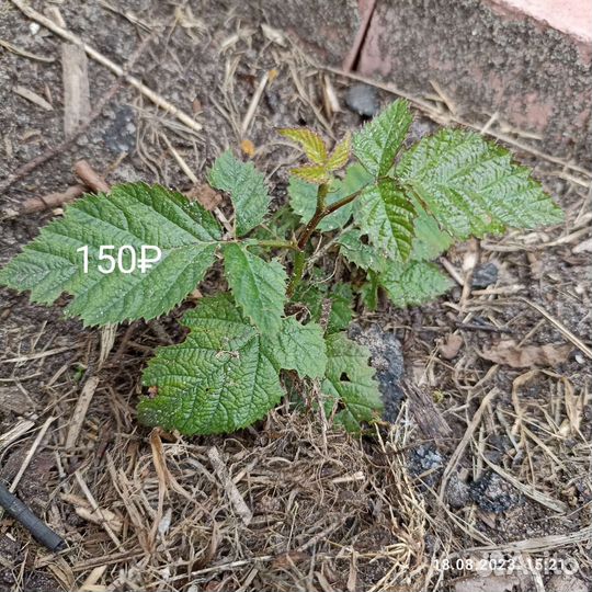 Саженцы бесшипной ежевики