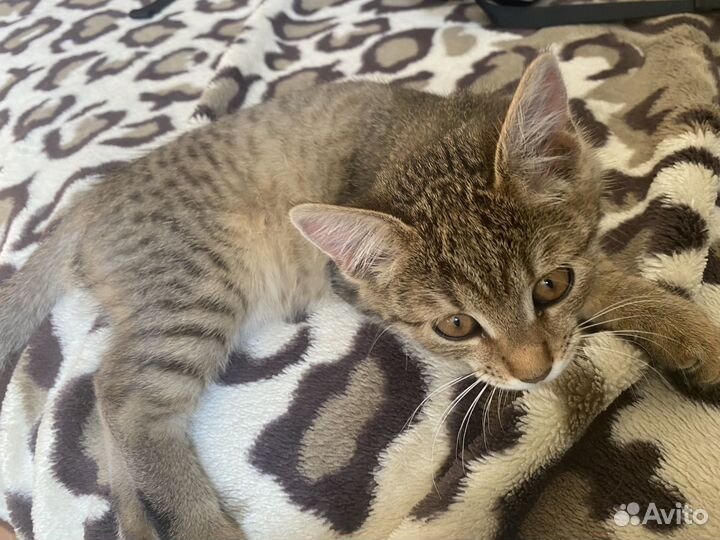 Кошка
