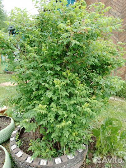 Парковая роза (кустовая)