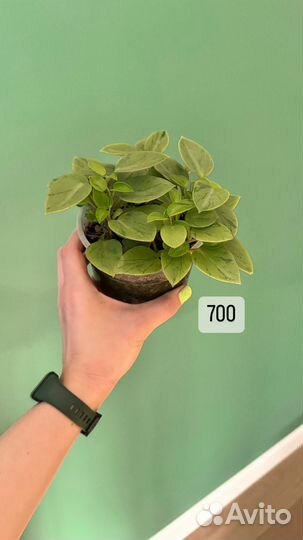 Растения комнатные