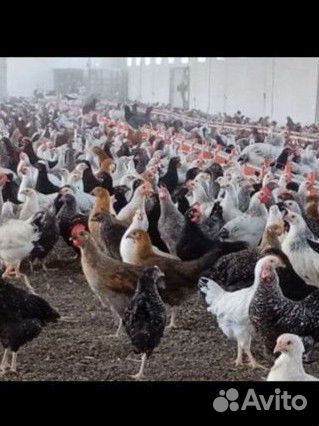 Подрощенные куры Домашние