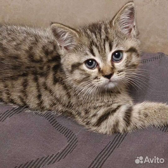 Британские котята