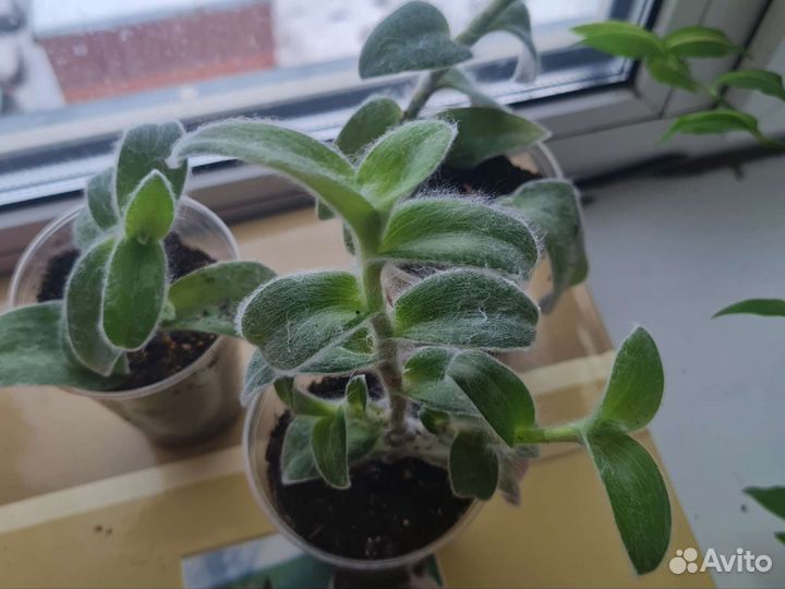 Традесканция шоколад