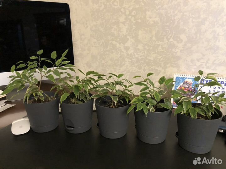 Фикус бенджамина