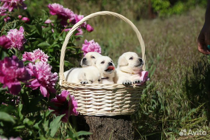 Щенки лабрадора палевые