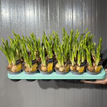 Луковичные Нарциссы