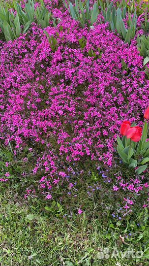 Цветы многолетники