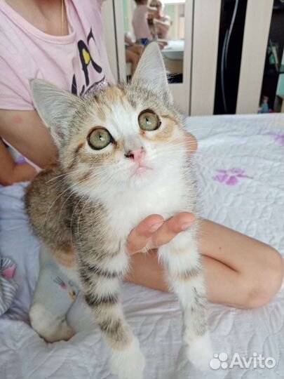 Кошечка в добрые руки