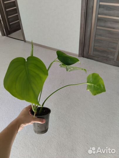 Комнатные растения часть 3