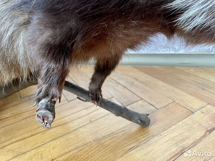 Чучело енота