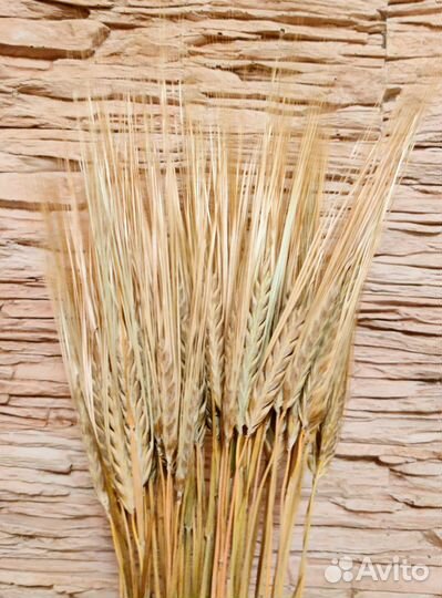 Колосья: пшеница, рожь, ячмень, овес, сетария