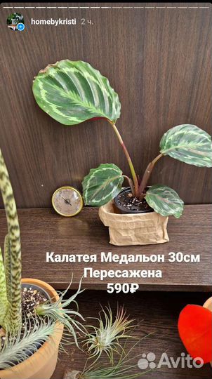 Калатея Медальон