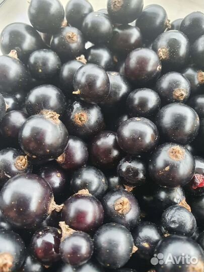 Саженцы черной смородины