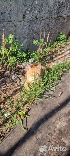 Котики бесплатно в добрые руки