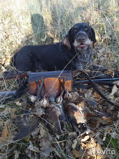 Элитные щенки дратхаара