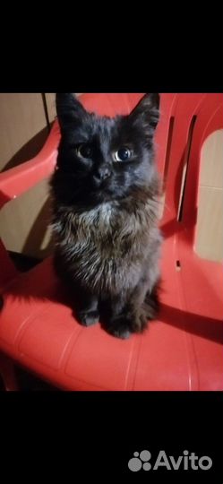 Котята в добрые руки бесплатно