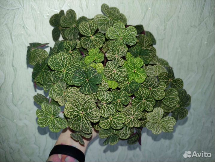 Комнатные растения (Кислица-оксалис)