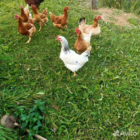 Домашние куриные яйца