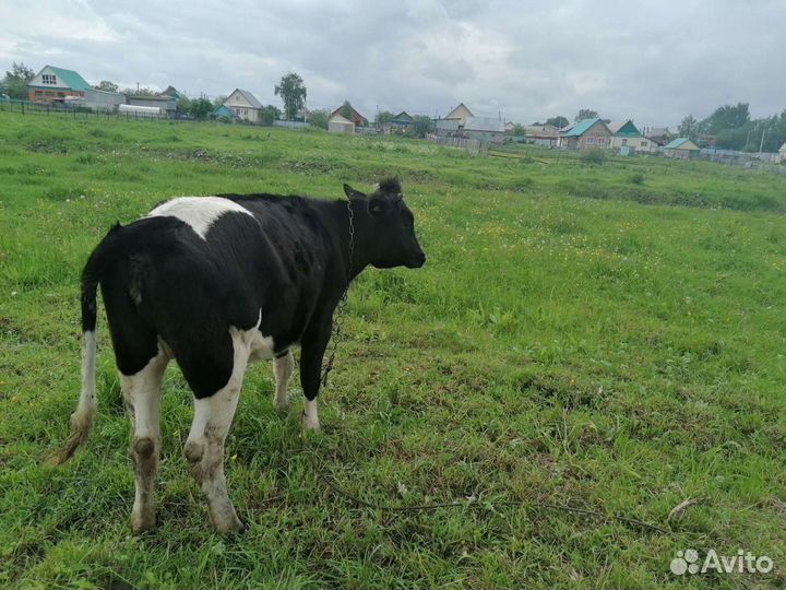 Телята бычки