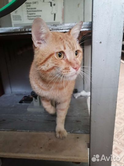 Ласковый котик