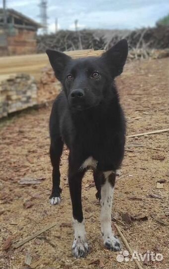 Собаки в добрые руки