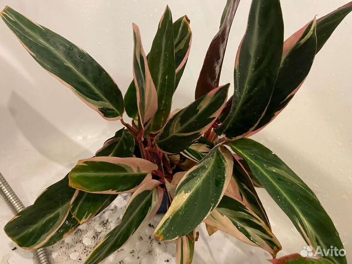 Комнатные цветы