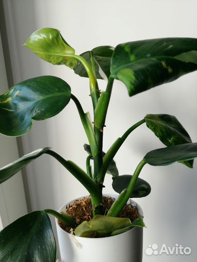 Филодендрон white wizard, белый волшебник