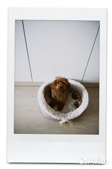 Зоопсихолог для собак/Выгульщик/догситтер/няня