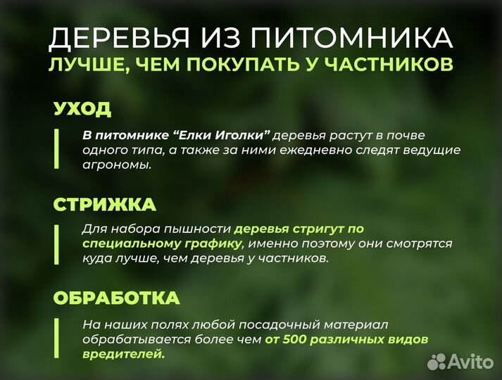 Крупномеры : Ель обыкновенная, Ель Голубая