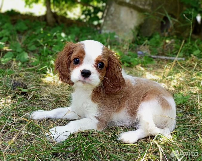 Кавалер Кинг Чарльз спаниель Девочка