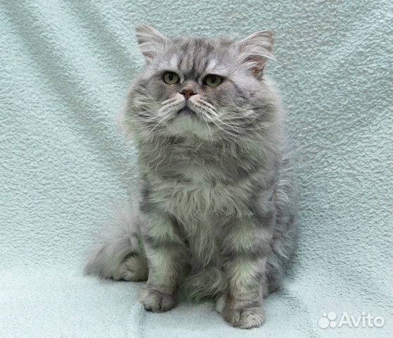 Роскошный персидский кот Тимоша объявление продам