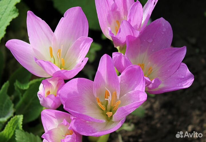 Садовые цветы