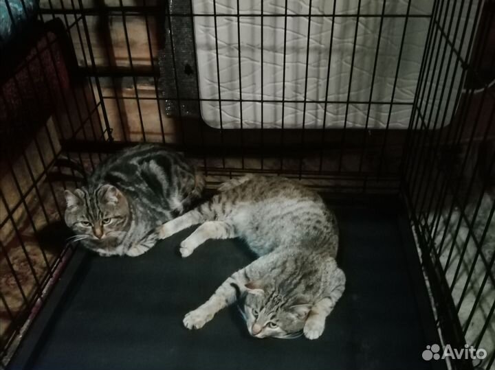 Коты отдам в добрые руки