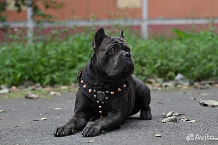 Кане корсо (вязка)