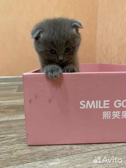 Шотландские котята