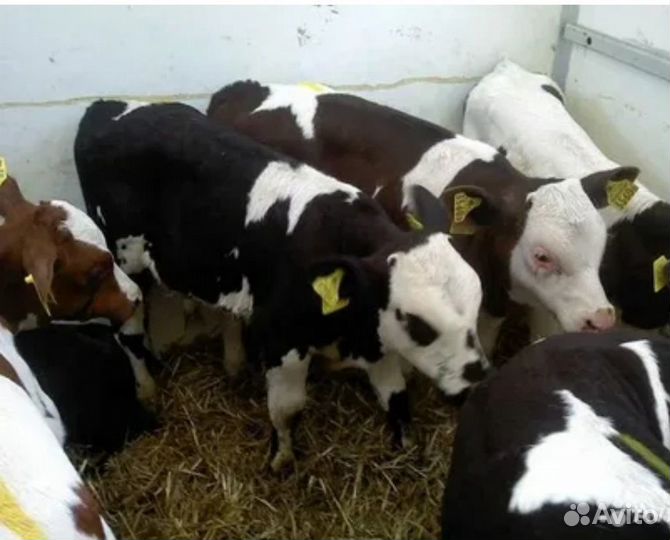 Телята бычки